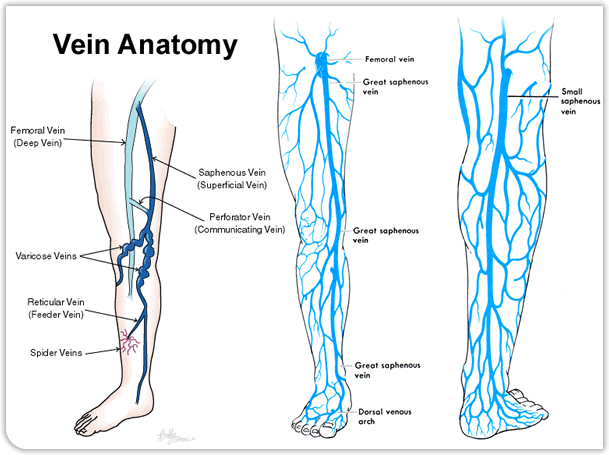 Varicose Vein Anatomy